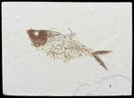 Bargain, Diplomystus Fossil Fish - Wyoming #67927-1
